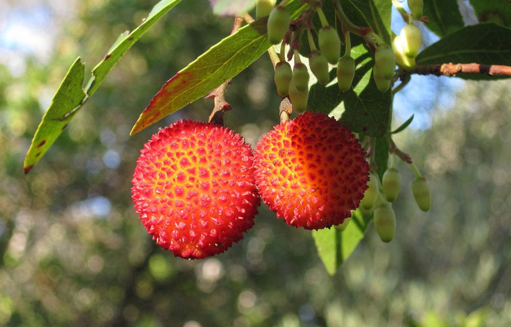 Cultivo del madroño