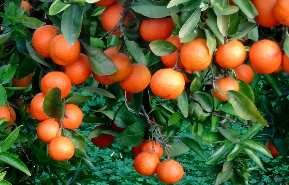 Frutos de mandarino en el árbol