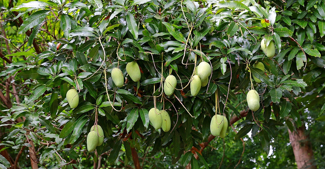 Frutos de mango en el árbol