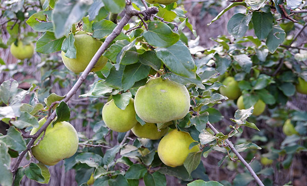 Frutos de membrillero