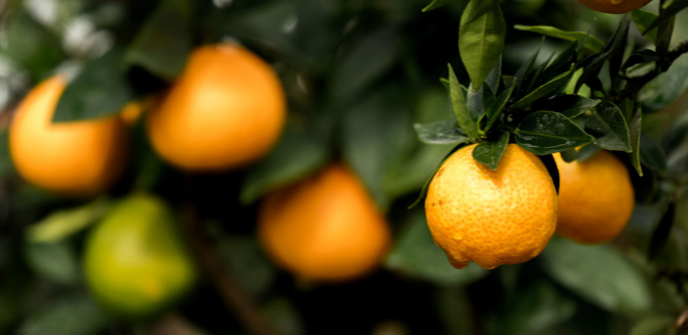naranjas frutas