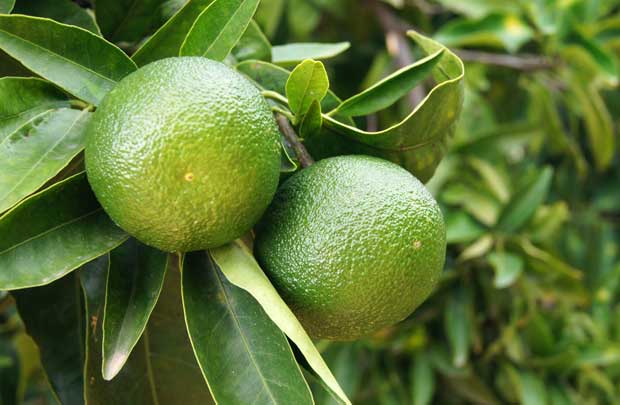 Frutos de naranjas