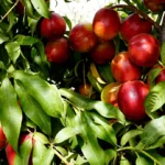 Las tres B de la agricultura: bioestimulación, biofertilización y biocontrol