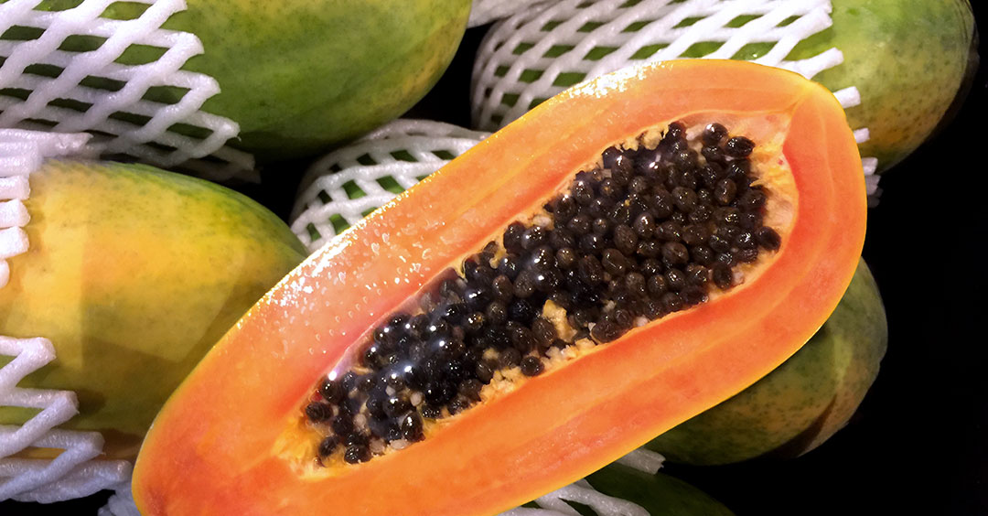 Fruto de papaya