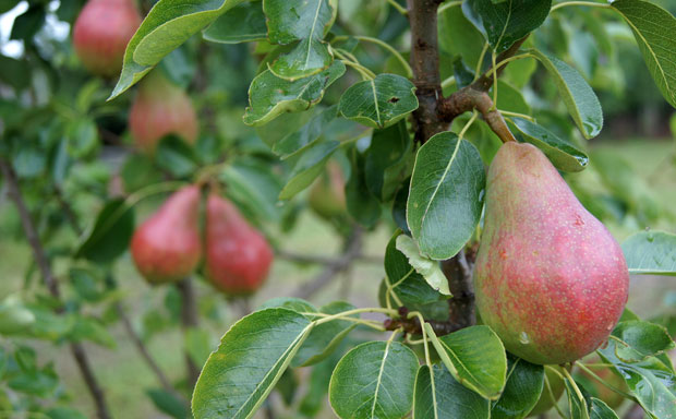 Frutos de peral