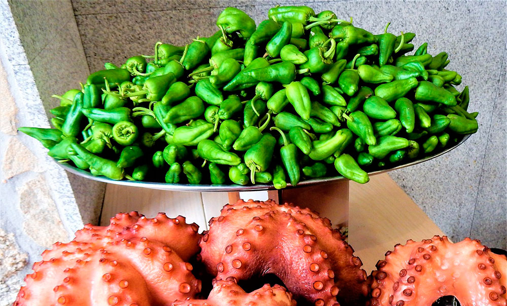 Frutos de pimientos de Padrón