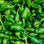 Pimiento de Padrón