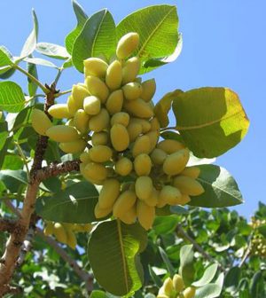 Frutos del pisctacho