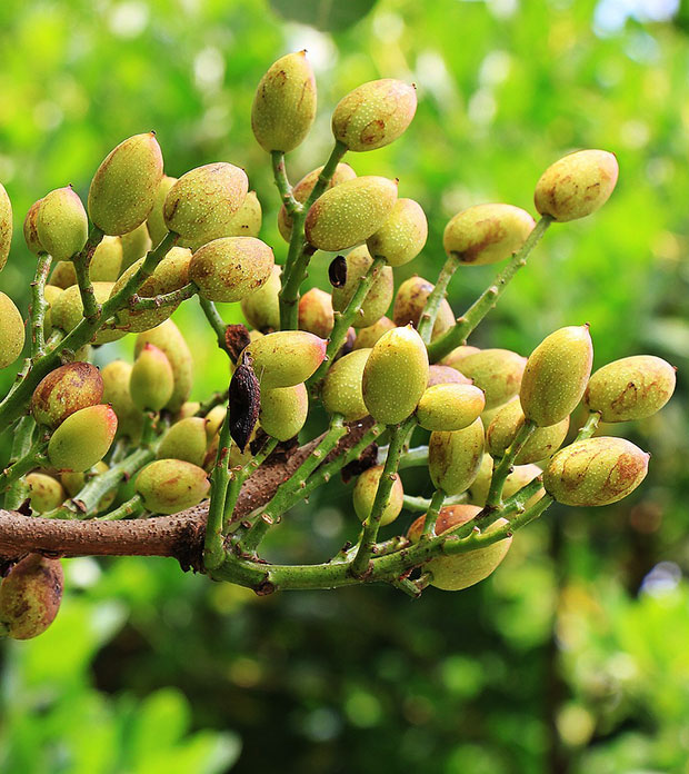 Variedades de pistacho