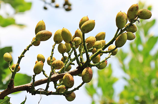 Necesidades para el cultivo del pistacho