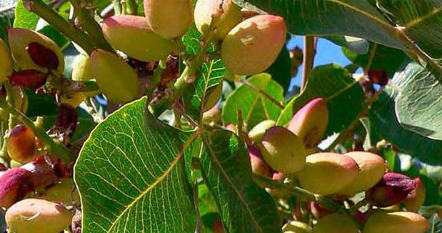 Plagas y enfermedades del pistachero