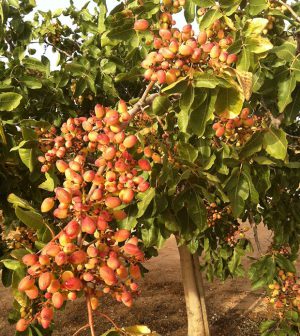 Necesidades para el cultivo del pistacho