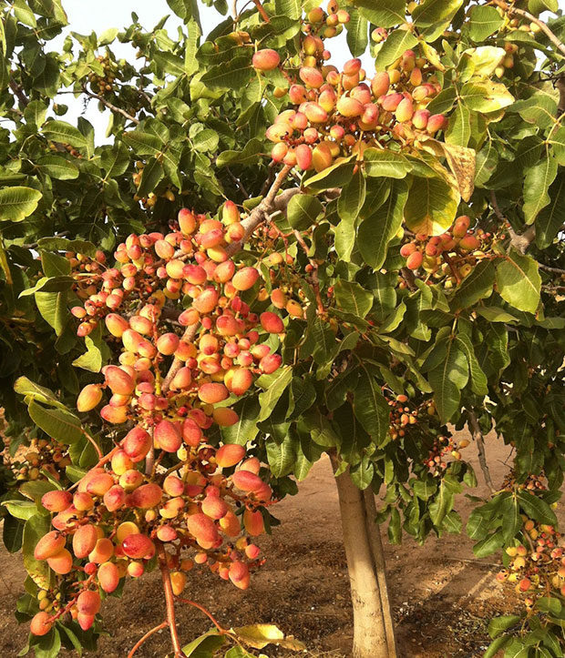 Necesidades para el cultivo del pistacho