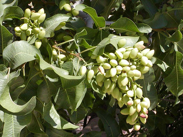 Frutos del pisctacho