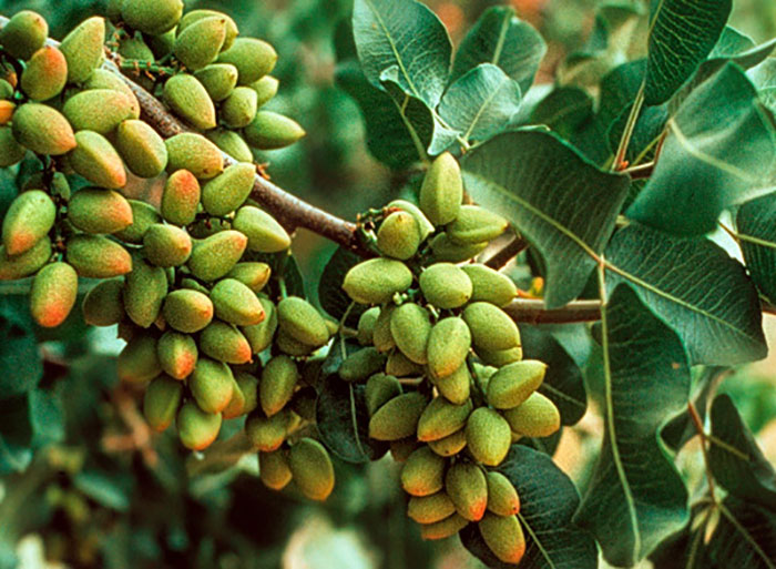 Frutos del pisctacho