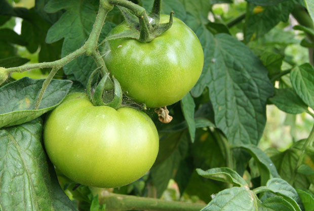 Frutos de tomate verdes