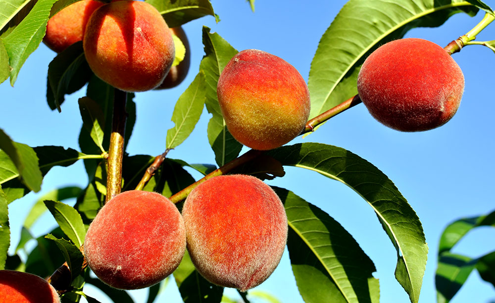Frutas maduras de durazno en el árbol