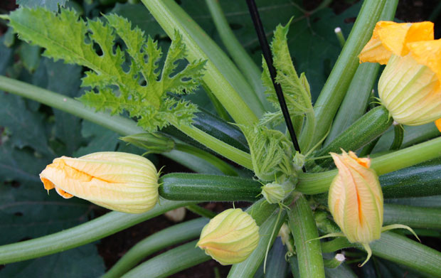 Frutos y flores de calabacín