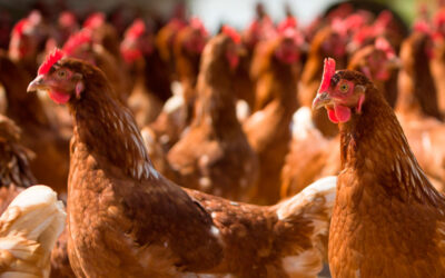 Las plumas de ave para uso en agricultura