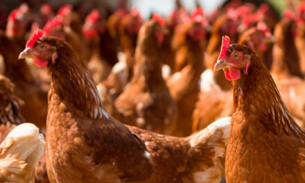 Las plumas de ave para uso en agricultura