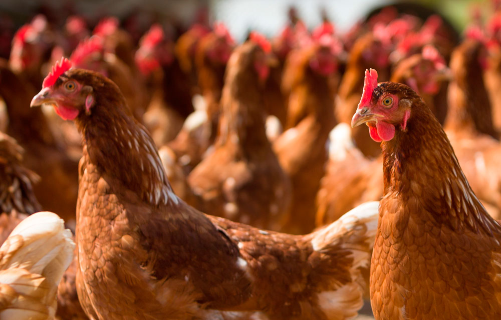 Las plumas de ave para uso en agricultura