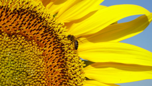 Abeja melífera en girasol