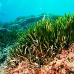 La Posidonia oceanica como recurso agronómico