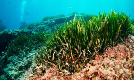 La Posidonia oceanica como recurso agronómico