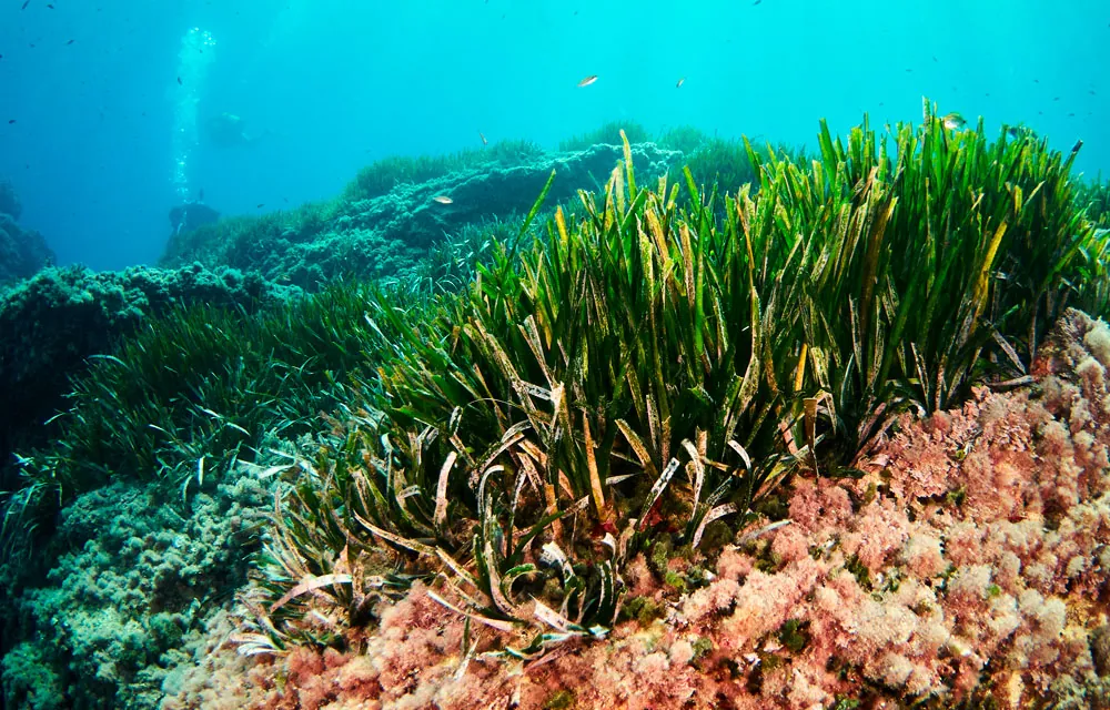 La Posidonia oceanica como recurso agronómico