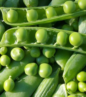 Guisantes