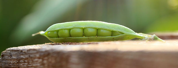 Variedades de guisantes