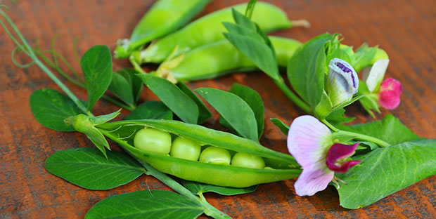 Frutos y flores de guisantes