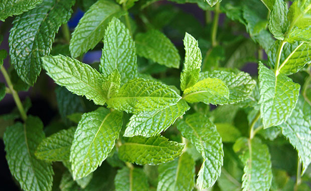 Plantas que ayudan a purificar el aire de casa