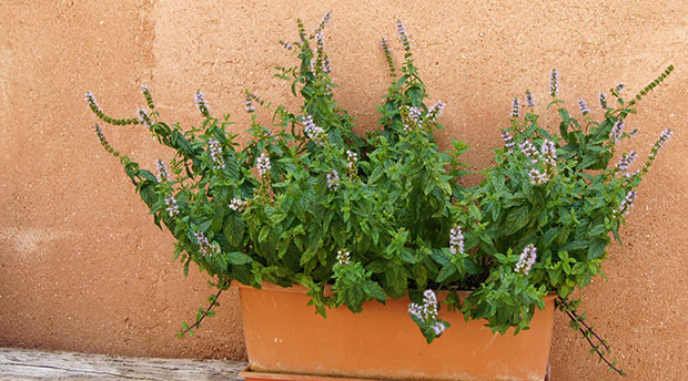 Hierbabuena en jardinera de barro