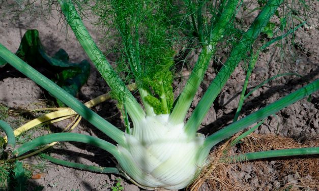 Informe técnico para el cultivo del hinojo