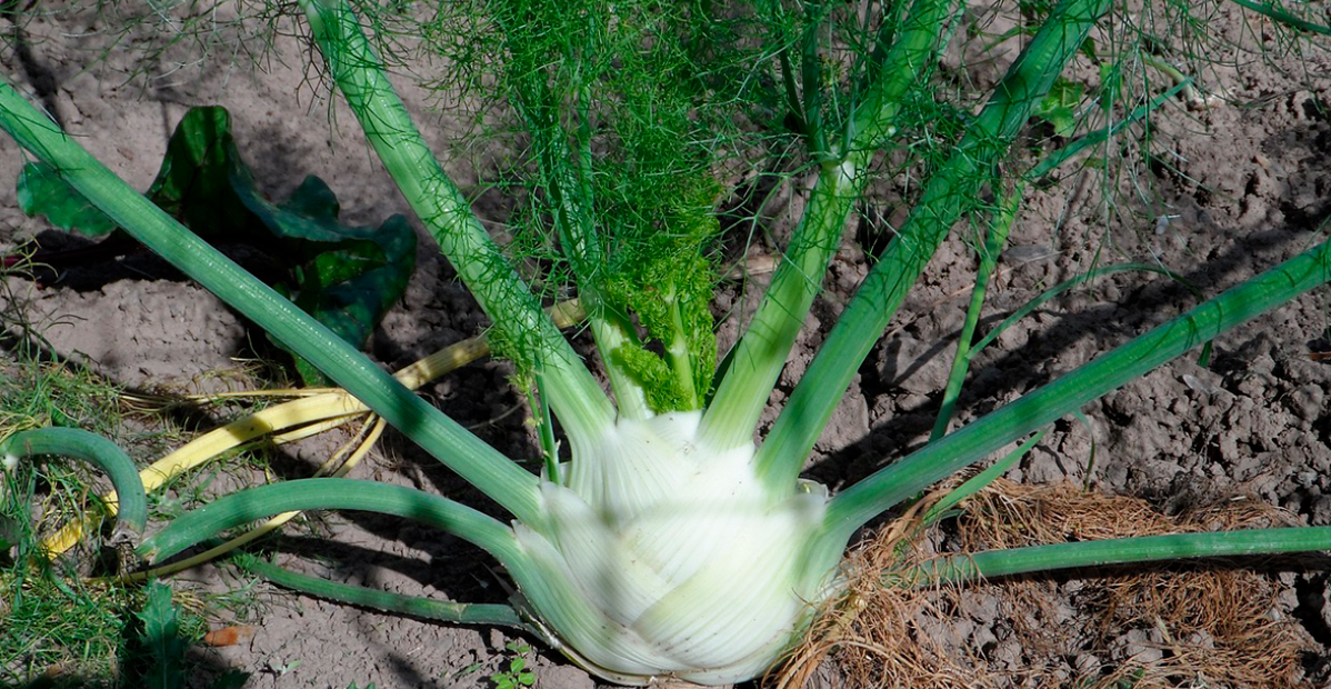 Informe técnico para el cultivo del hinojo