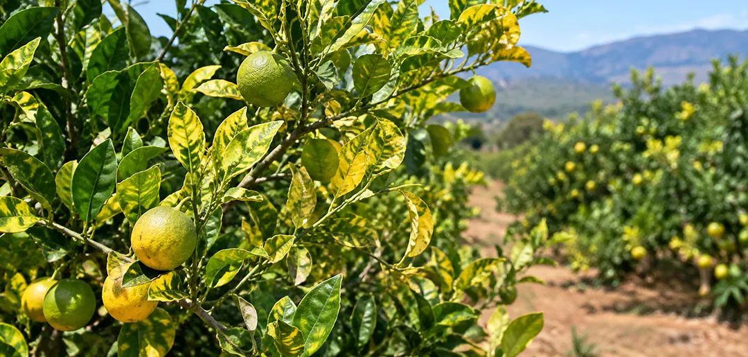 HLB en árboles de cítricos