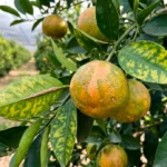 La enfermedad HLB en cítricos