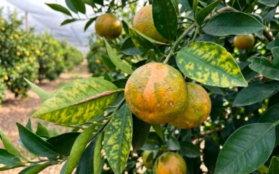 La enfermedad HLB en cítricos