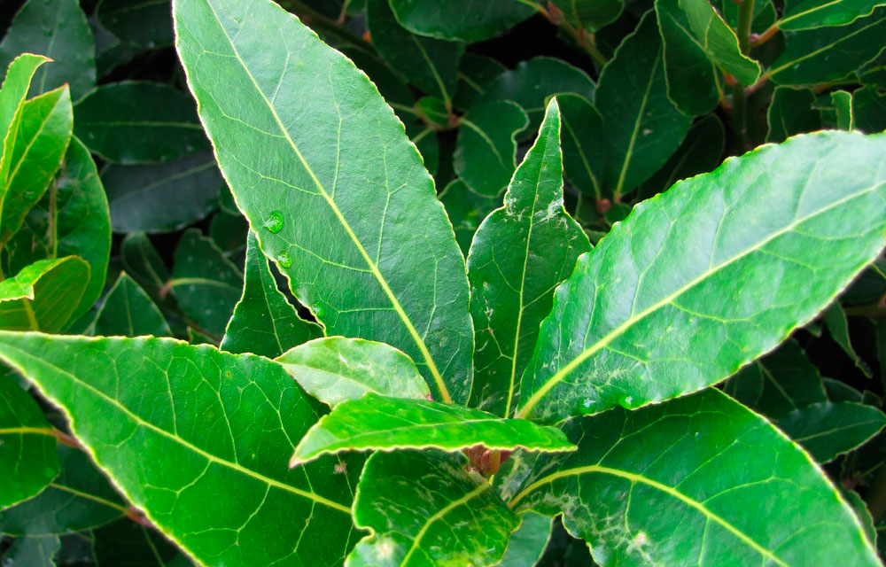 Informe técnico para el cultivo del laurel