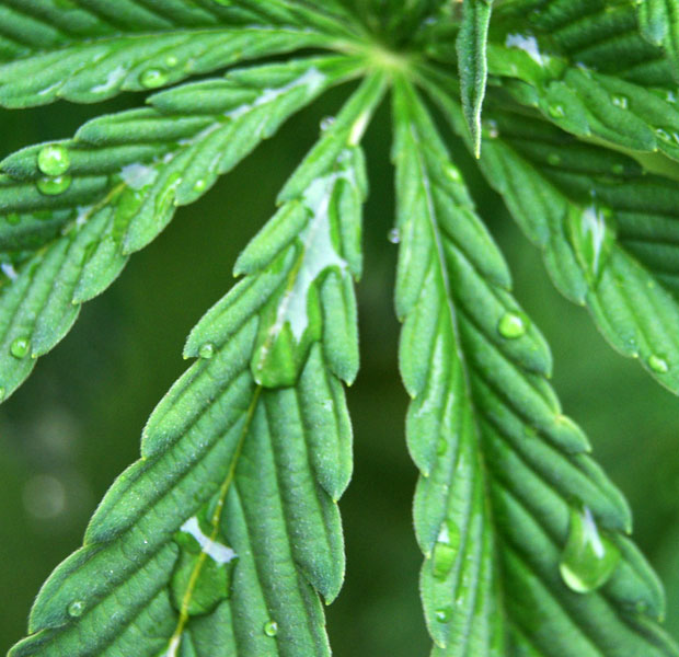 Importancia del agua en las plantas