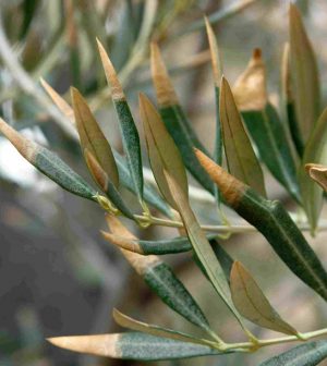 Xylella fastidiosa