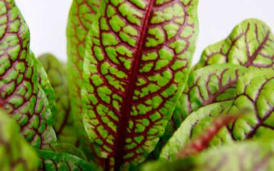 Rumex acetosa