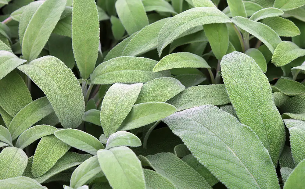 Hojas de salvia