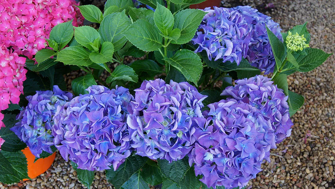 Hortensias con flores azules