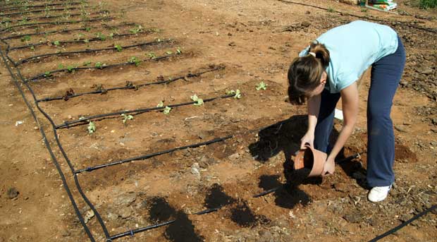 Fertilizantes y Fitosanitarios en el huerto urbano