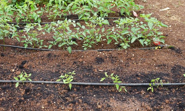 Plantación de tomates en huerto urbano