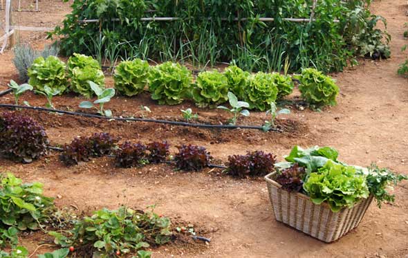 Huertos urbanos hortícolas