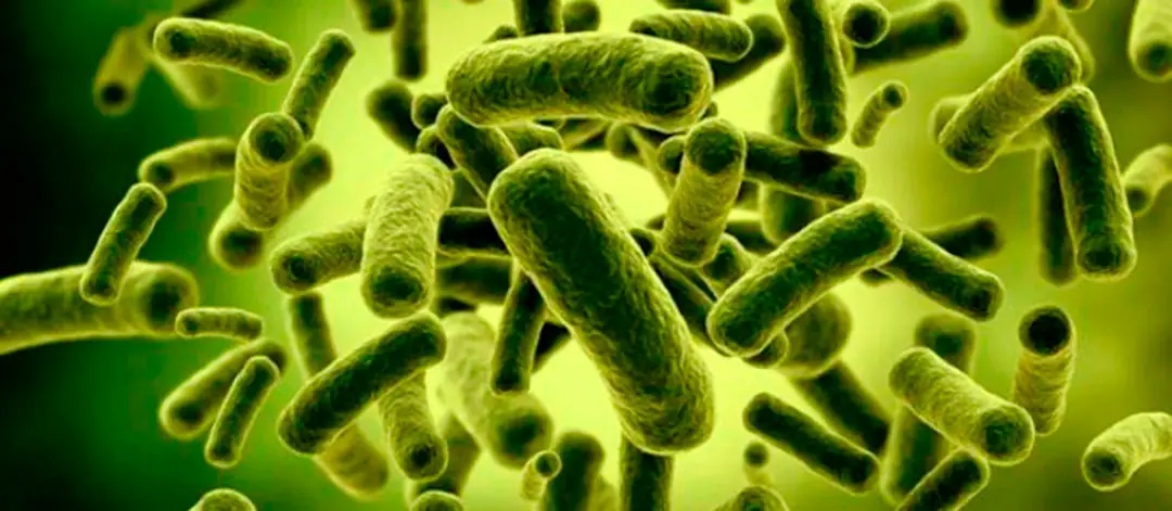 Rizobacterias de Bacillus subtilis