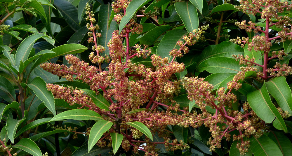 Inflorescencia del mango, Mangifera indica